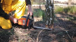 Best Tree Risk Assessment  in Lockwood, MO