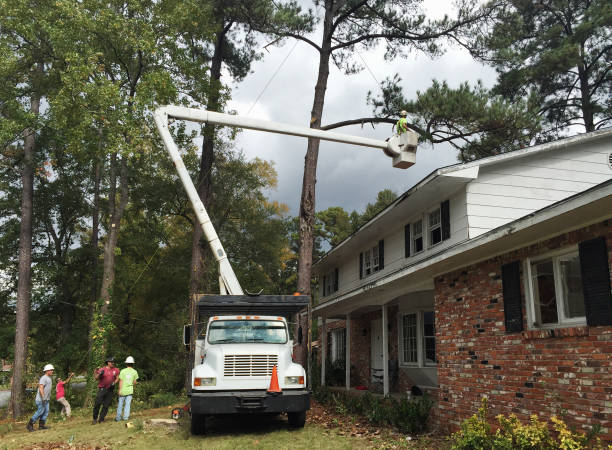 Best Root Management and Removal  in Lockwood, MO