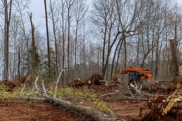 How Our Tree Care Process Works  in  Lockwood, MO